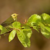 Budnicek lesni - Phylloscopus sibilatrix - Wood Warbler 2373